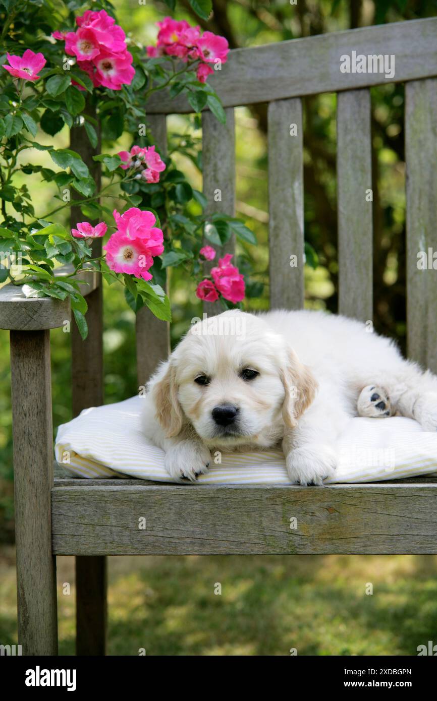 Cucciolo Golden Retriever disteso sulla panchina del giardino - 7 settimane Foto Stock