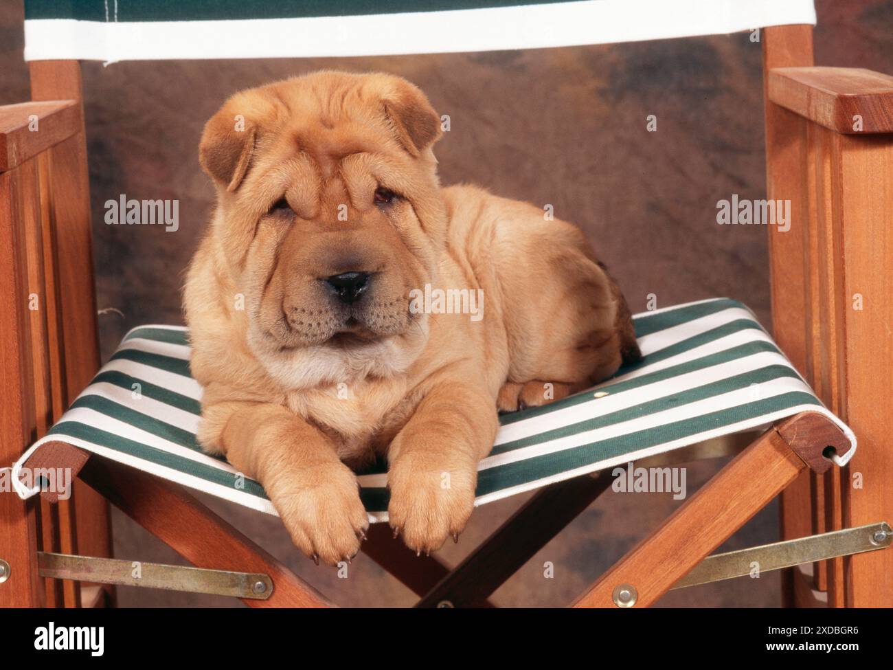 CANE - Shar Pei sulla sedia directorÕs Foto Stock