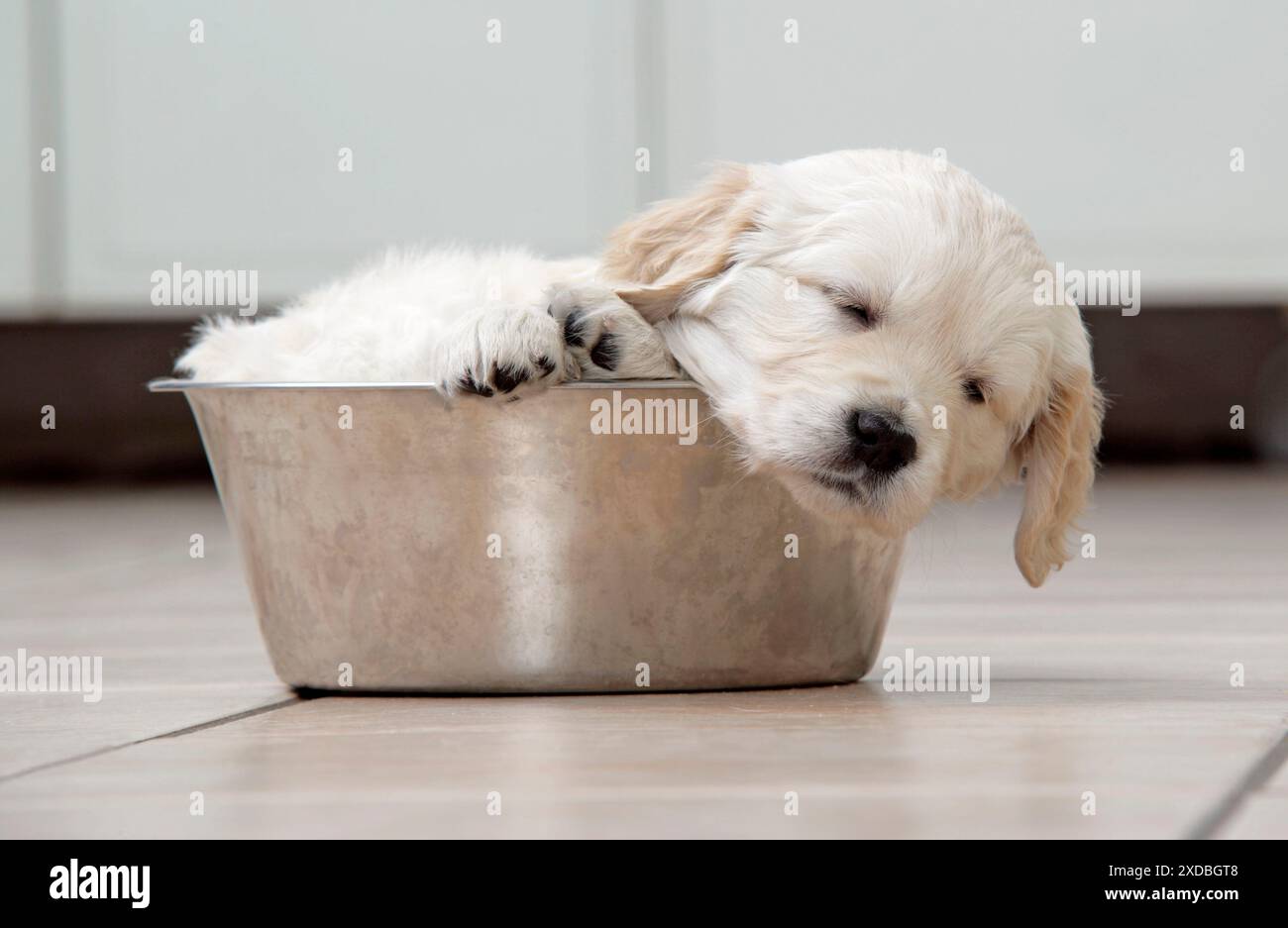 Cane. Cucciolo Golden Retriever (6 settimane) che dorme nella ciotola per cani Foto Stock