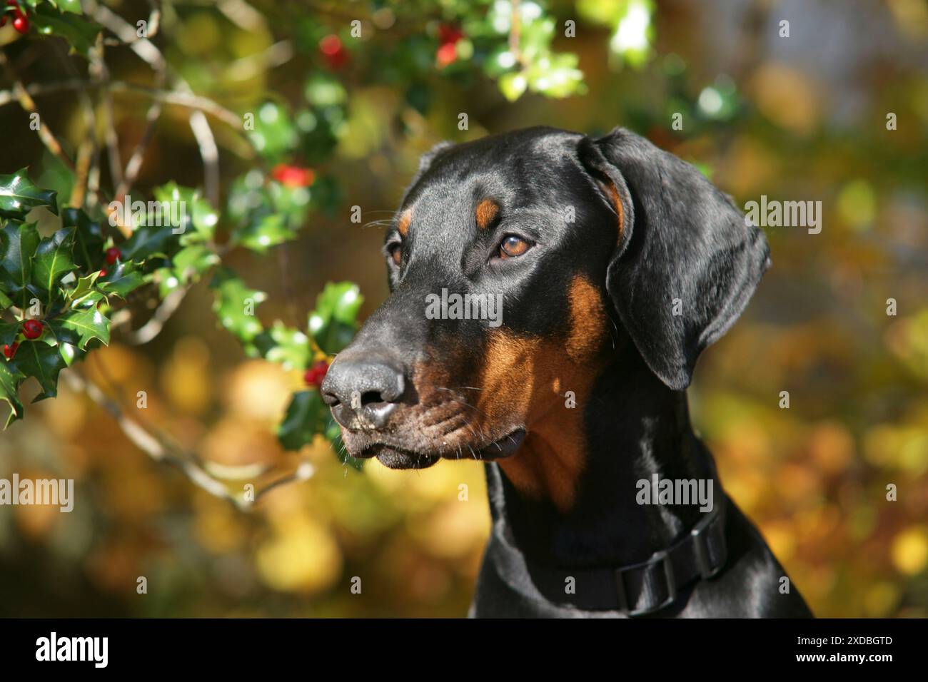 Cane Dobermann con foglie autunnali e holly Foto Stock