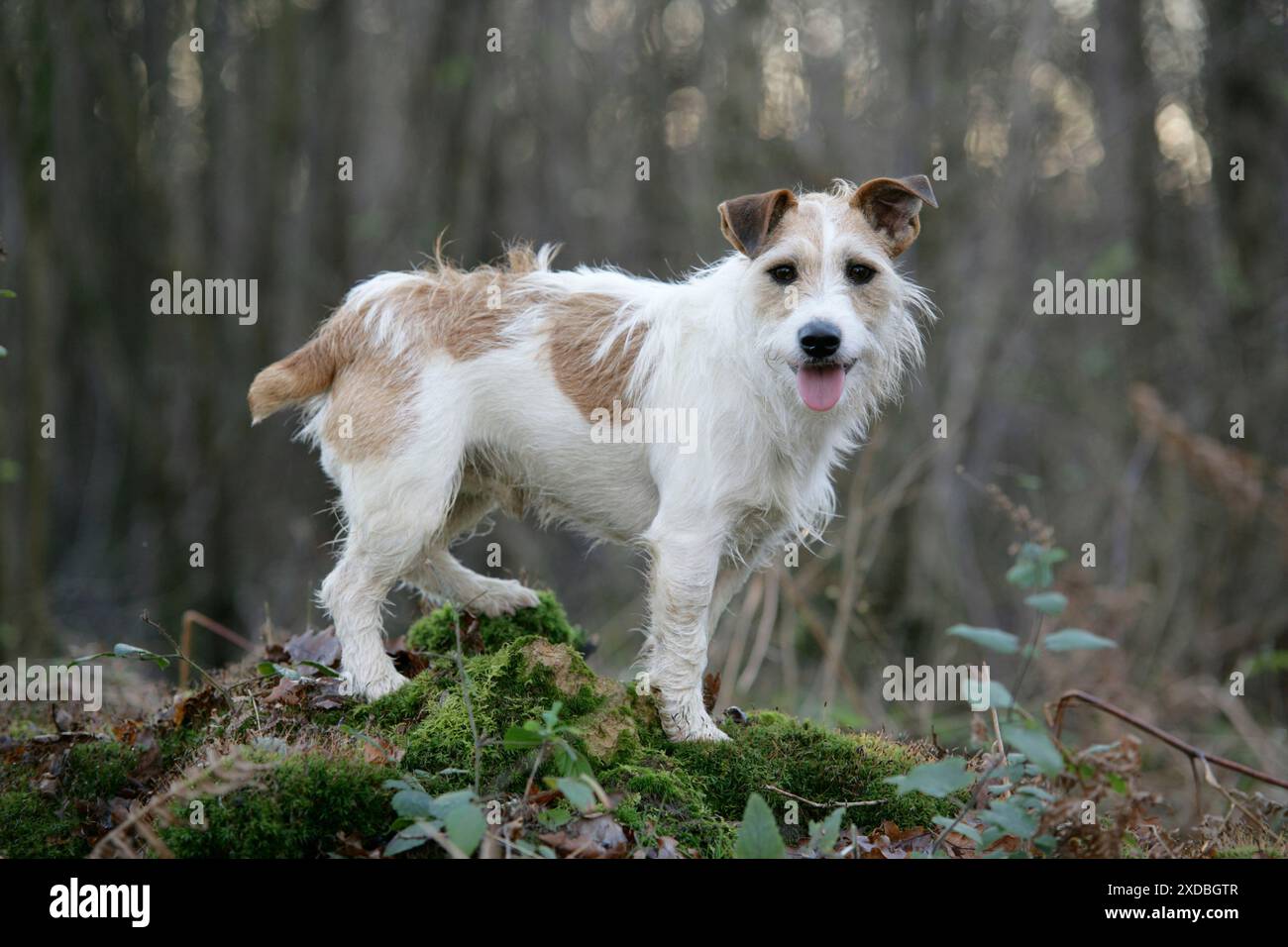 Jack Russell in autunno Foto Stock
