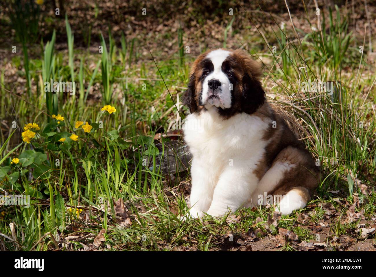 Cane San Bernardo - cucciolo di 14 settimane Foto Stock