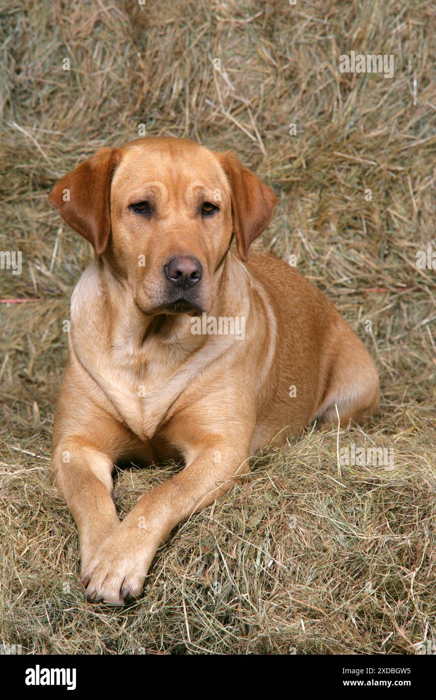 Cane - Recriever Labrador giallo sdraiato su pile di fieno Foto Stock