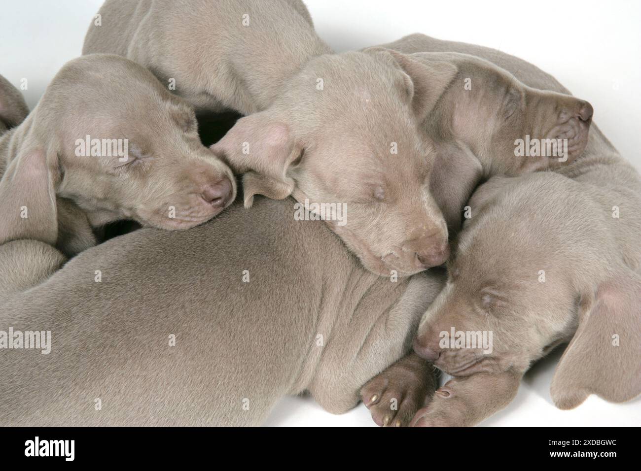 CANE. Quattro weimaraner appoggiati l'uno sull'altro Foto Stock