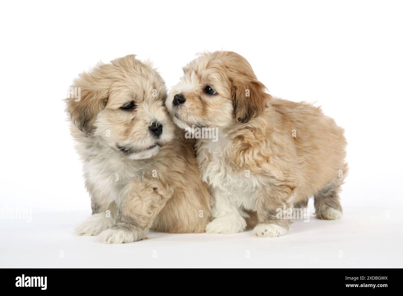Cane - 7 settimane di Lhasa Apso croce Shih Tzu cuccioli Foto Stock