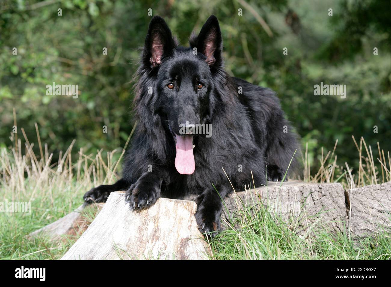 Cane - Pastore tedesco con la lingua sporgente Foto Stock