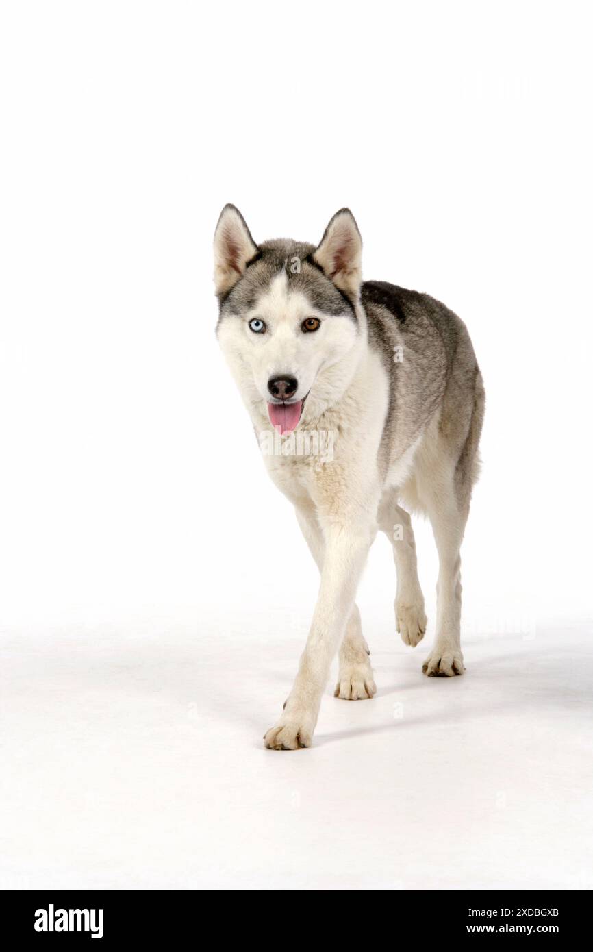 CANE - Husky siberiana con occhi di colore diverso Foto Stock