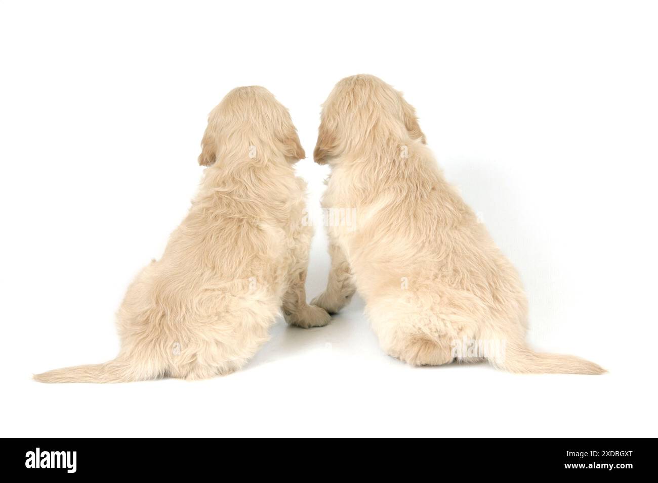 Cane. Cuccioli Golden Retriever (6 settimane) vista posteriore Foto Stock