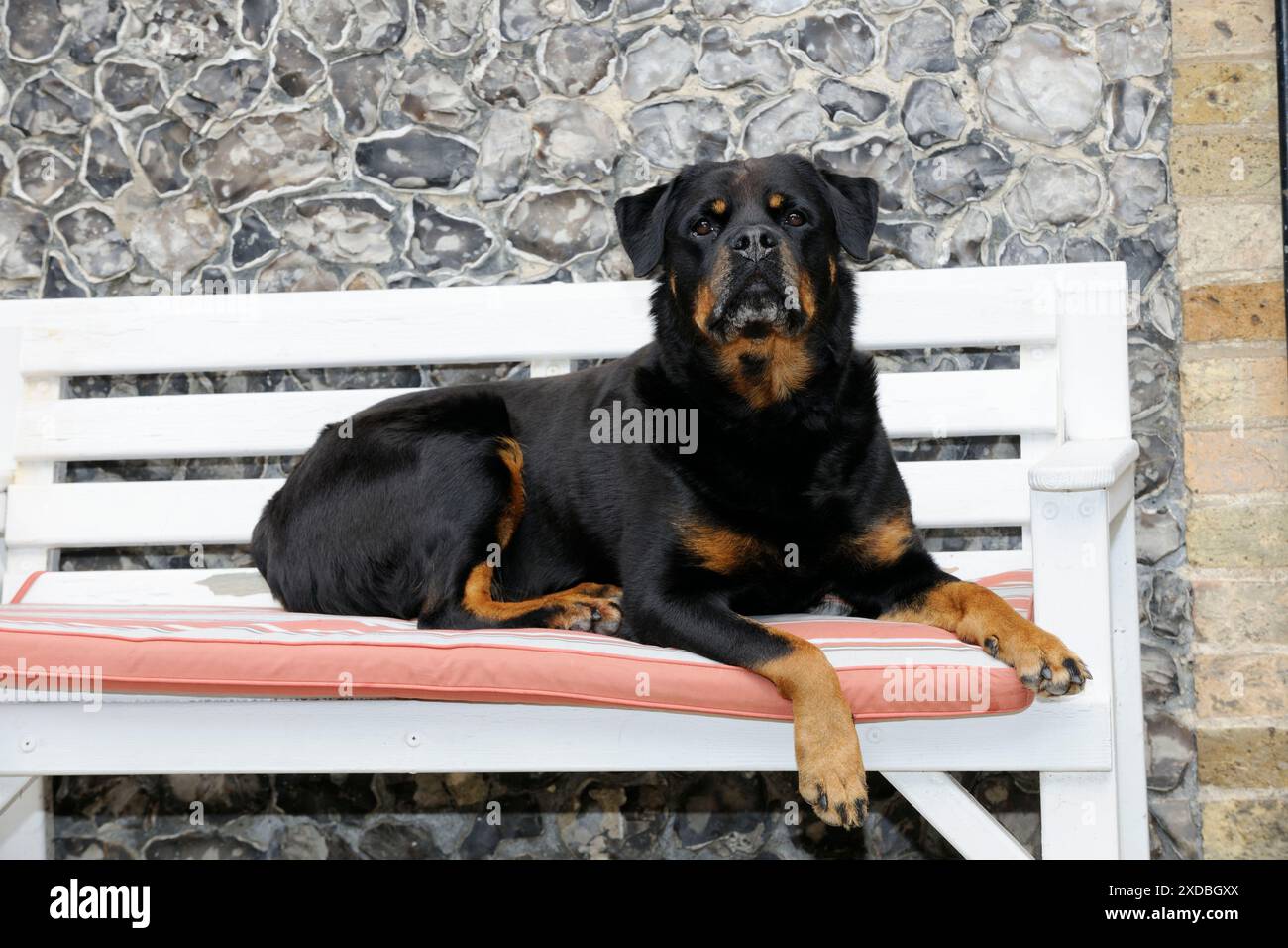 Cane - Rottweiler seduto sulla panchina Foto Stock