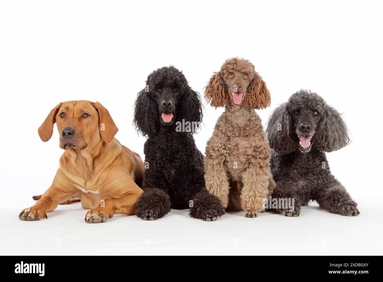 CANE. Barboncino nero, barboncino grigio, miniatura marrone Foto Stock