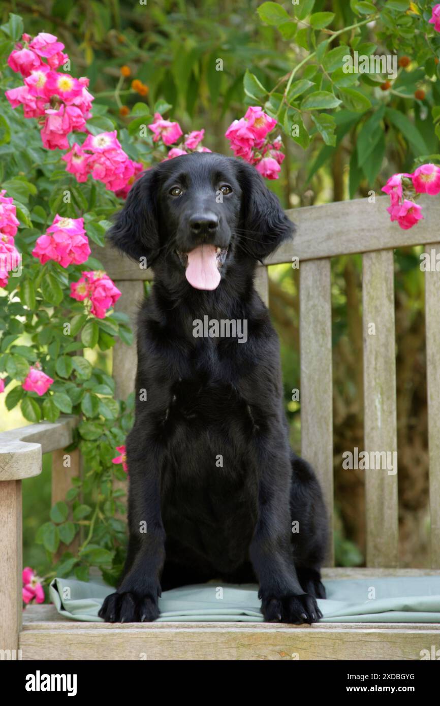 Cane - cucciolo di Retriever con rivestimento piatto seduto in giardino Foto Stock