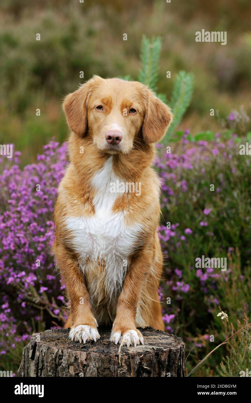 Cane. Nova Scotia Duck Tolling Retriever standing Foto Stock