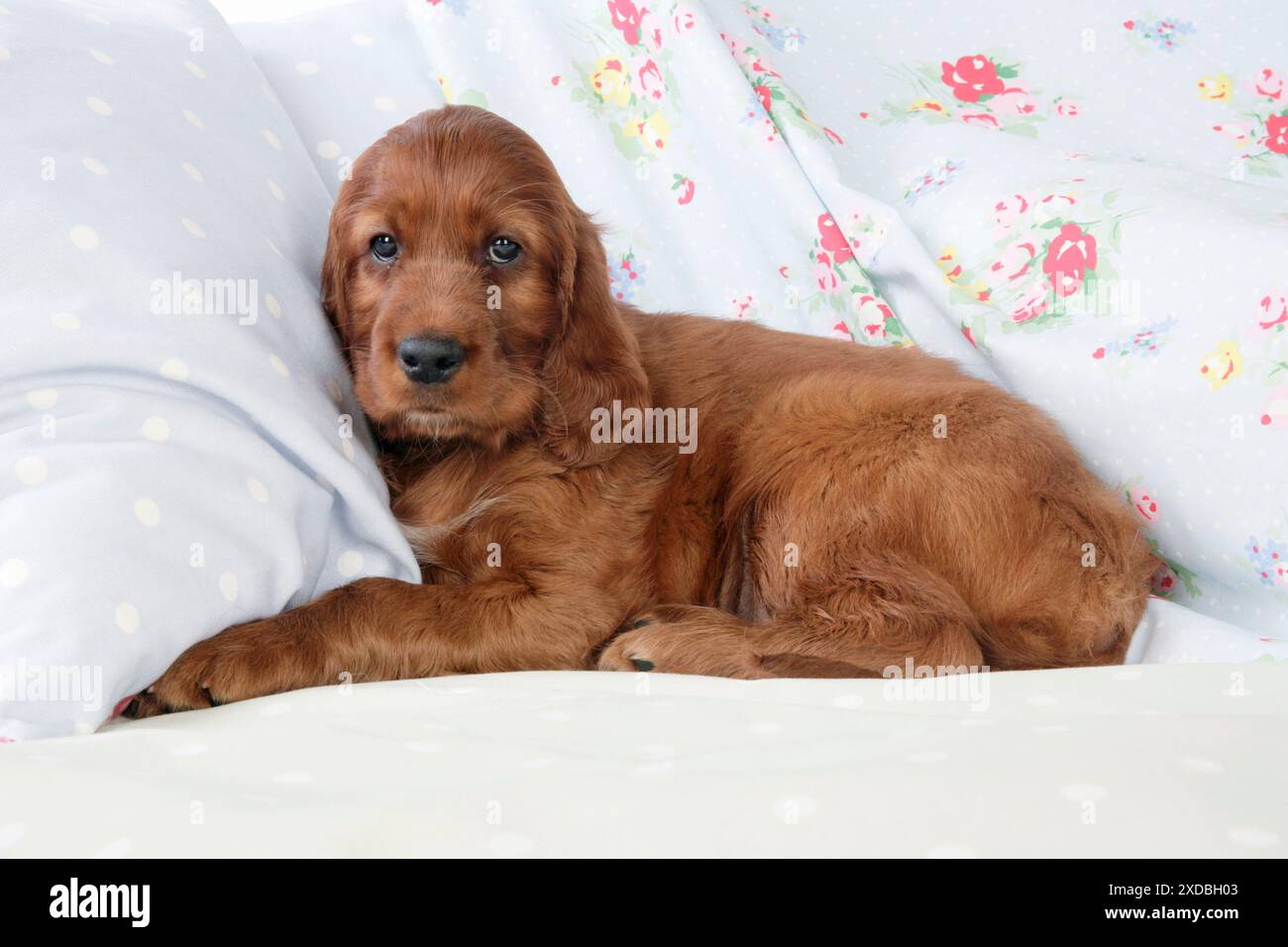 Cane - Irish Setter - Puppy sdraiato sul cuscino Foto Stock
