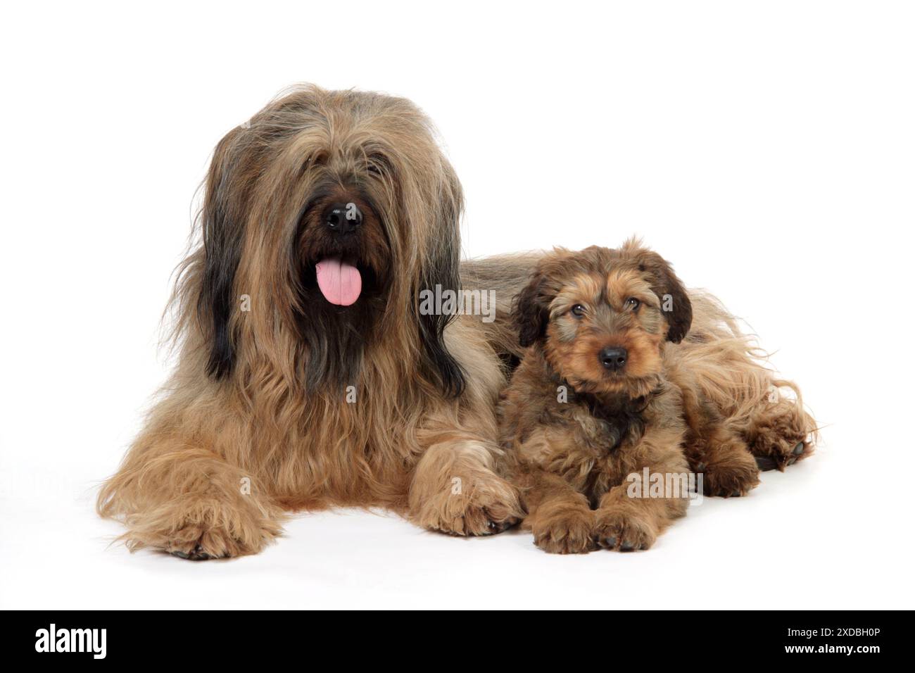 Genitore di cane immagini e fotografie stock ad alta risoluzione - Alamy