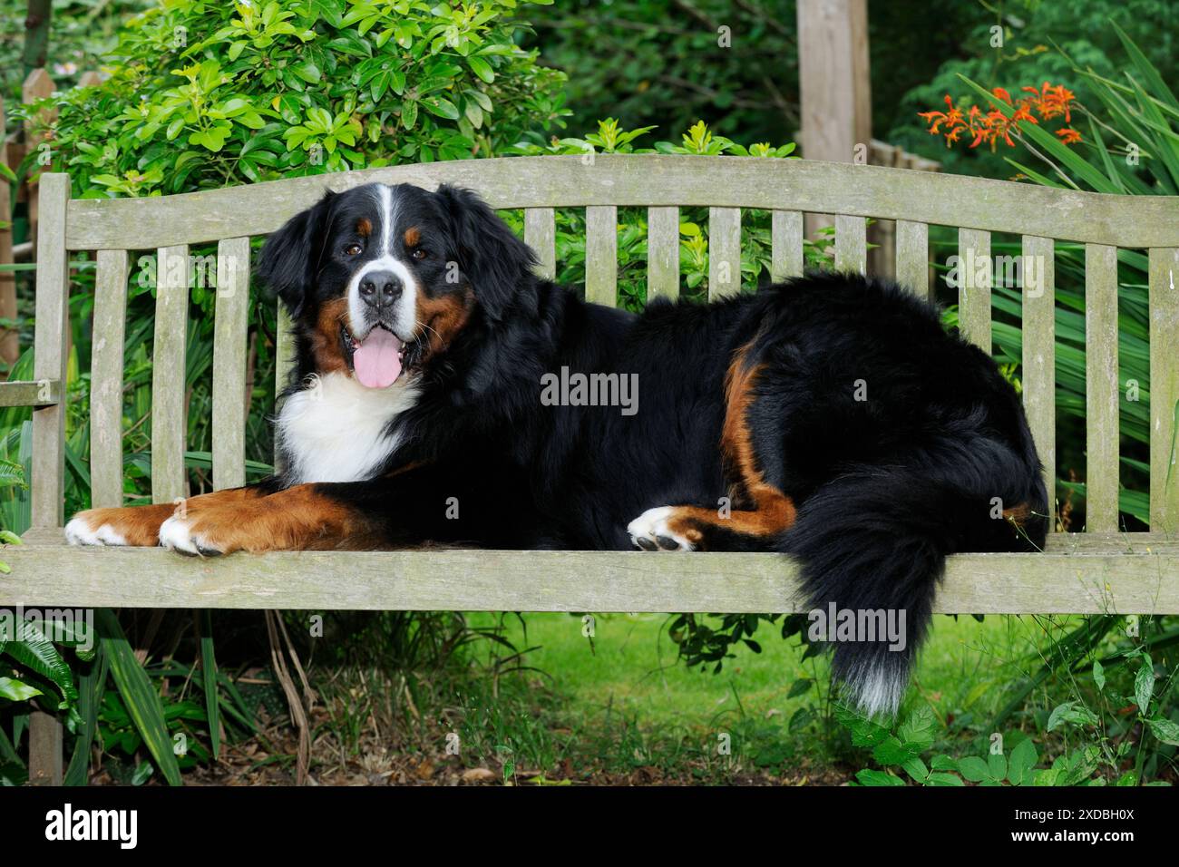 Cane da montagna Bernese - sdraiato sulla panchina Foto Stock
