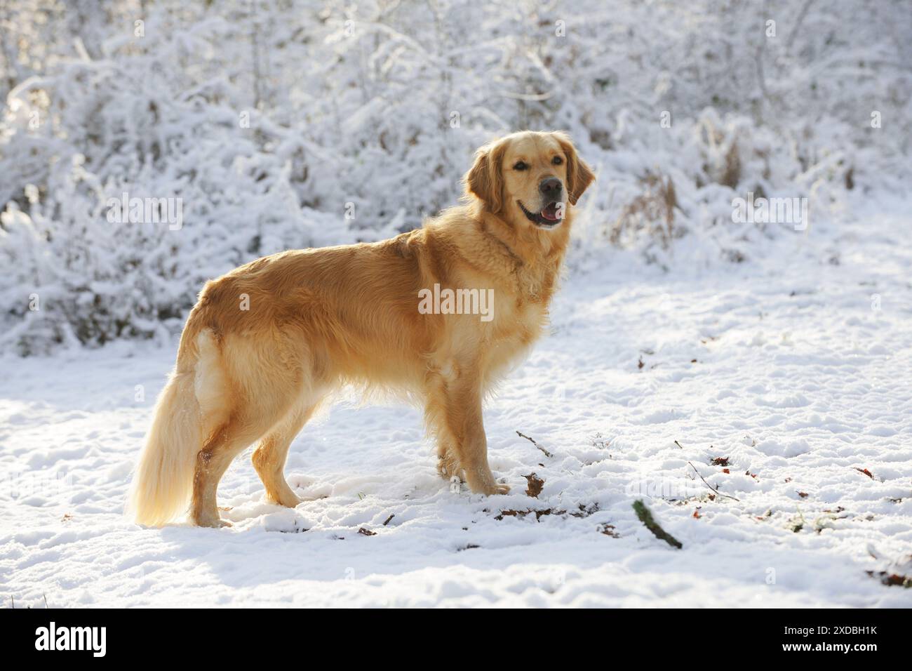 CANE. Golden retriever in piedi nella neve Foto Stock