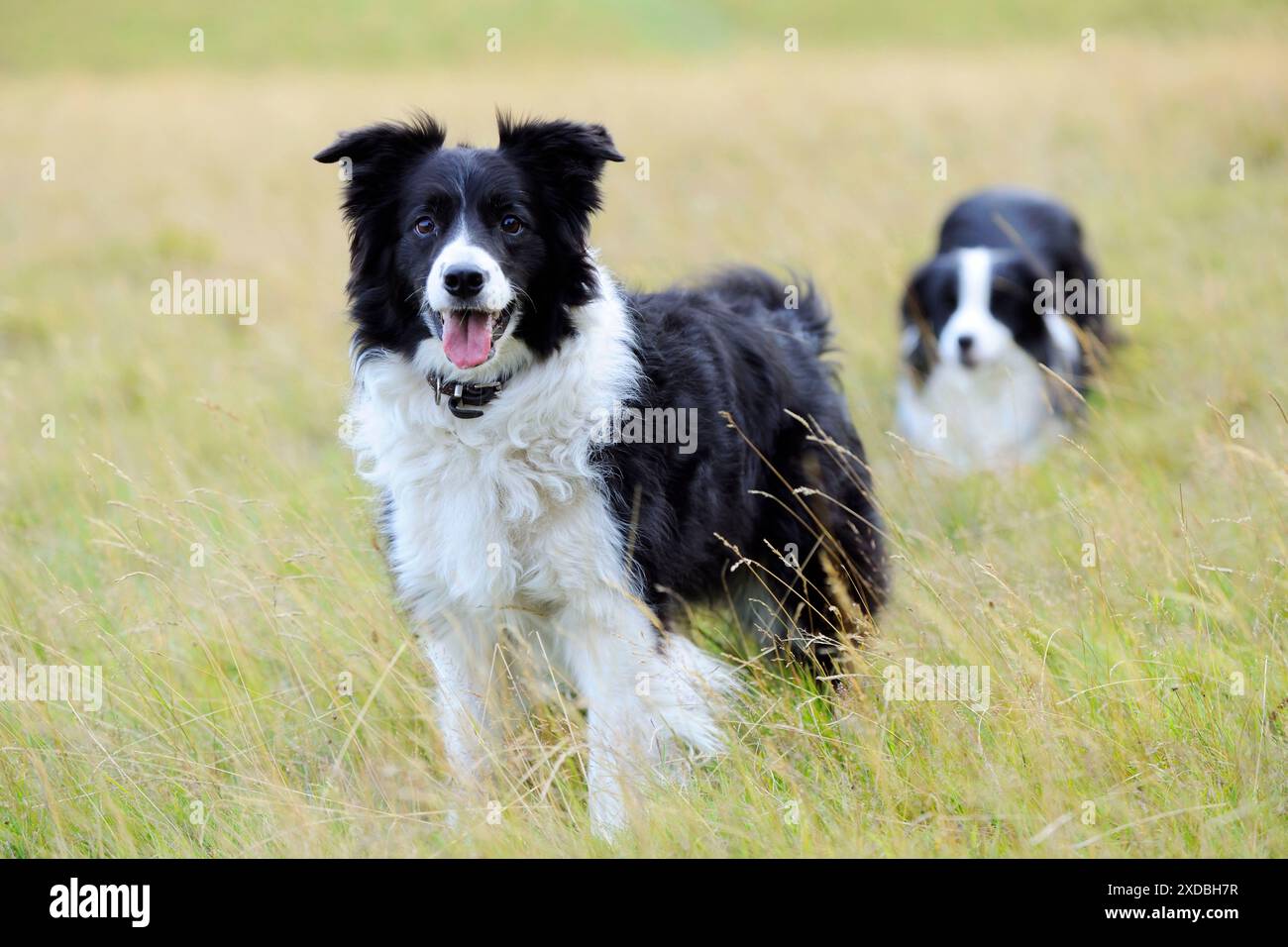 Cane. Border Collies nel campo Foto Stock