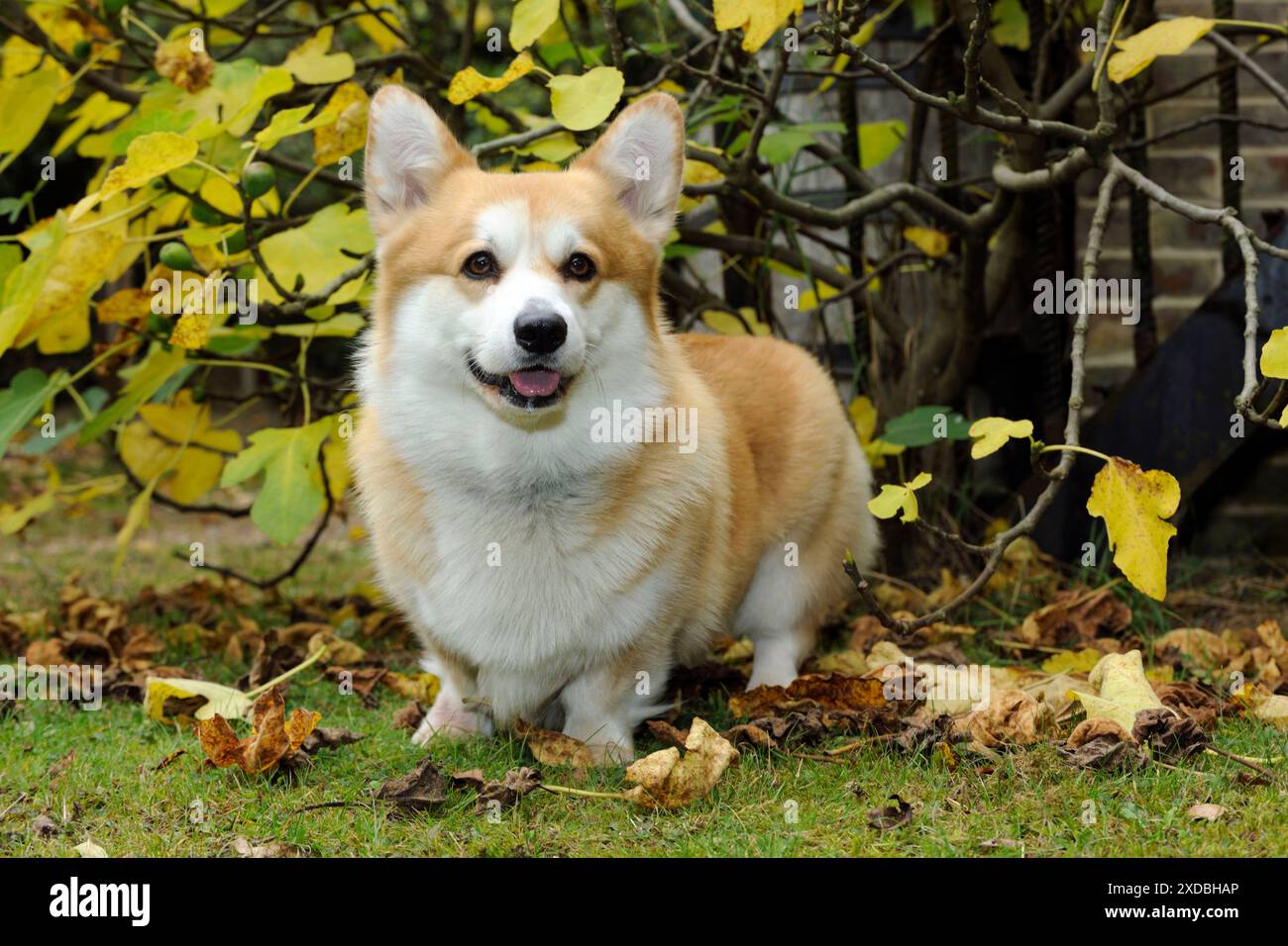 CANE. Corgi gallesi in foglie autunnali Foto Stock