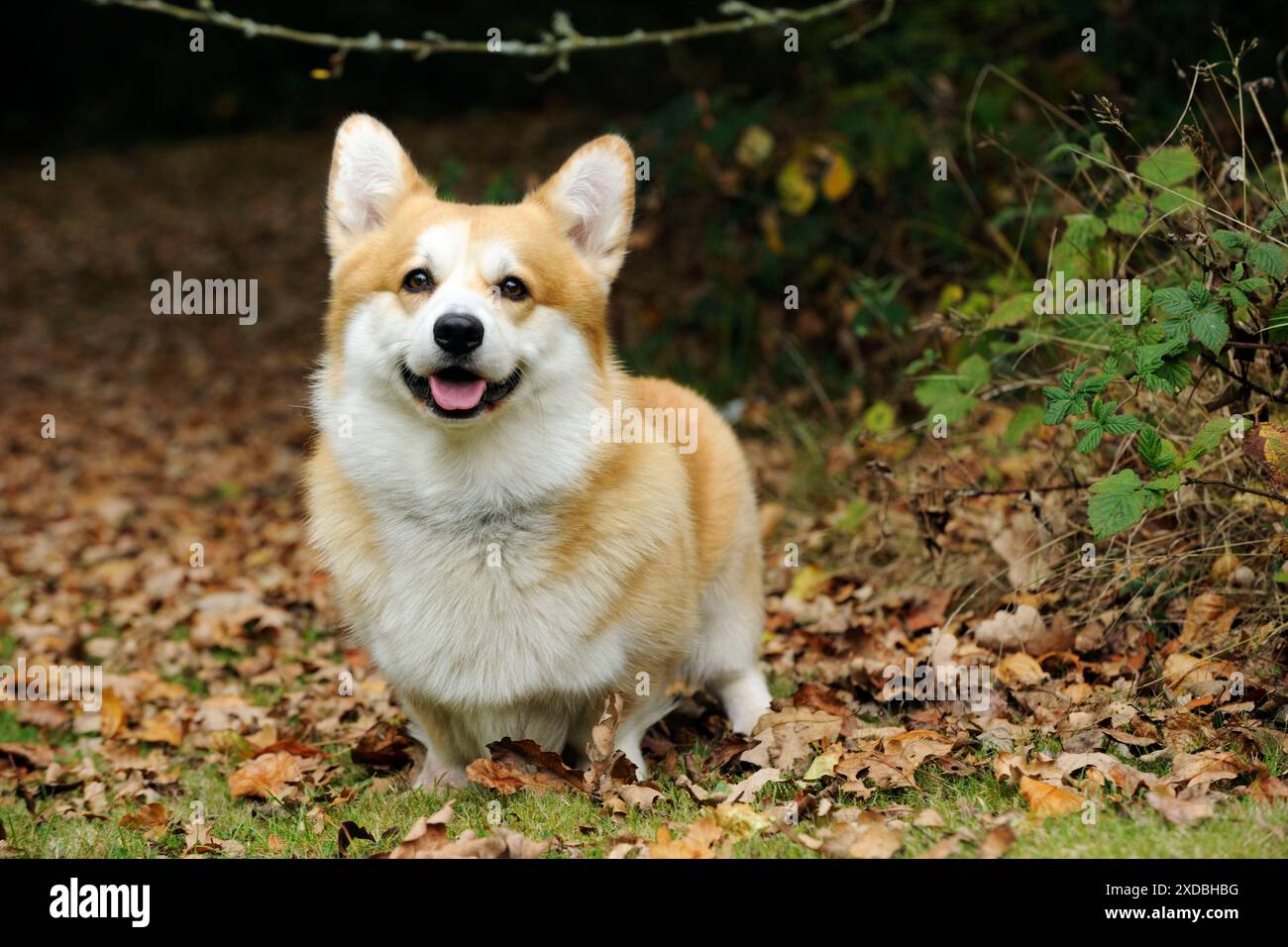 CANE. Corgi gallesi in foglie autunnali Foto Stock