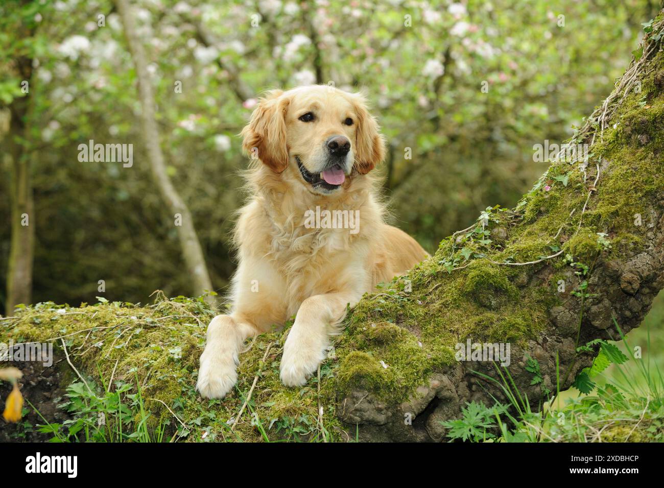 CANE. Golden Retriever guardando oltre la radice dell'albero Foto Stock