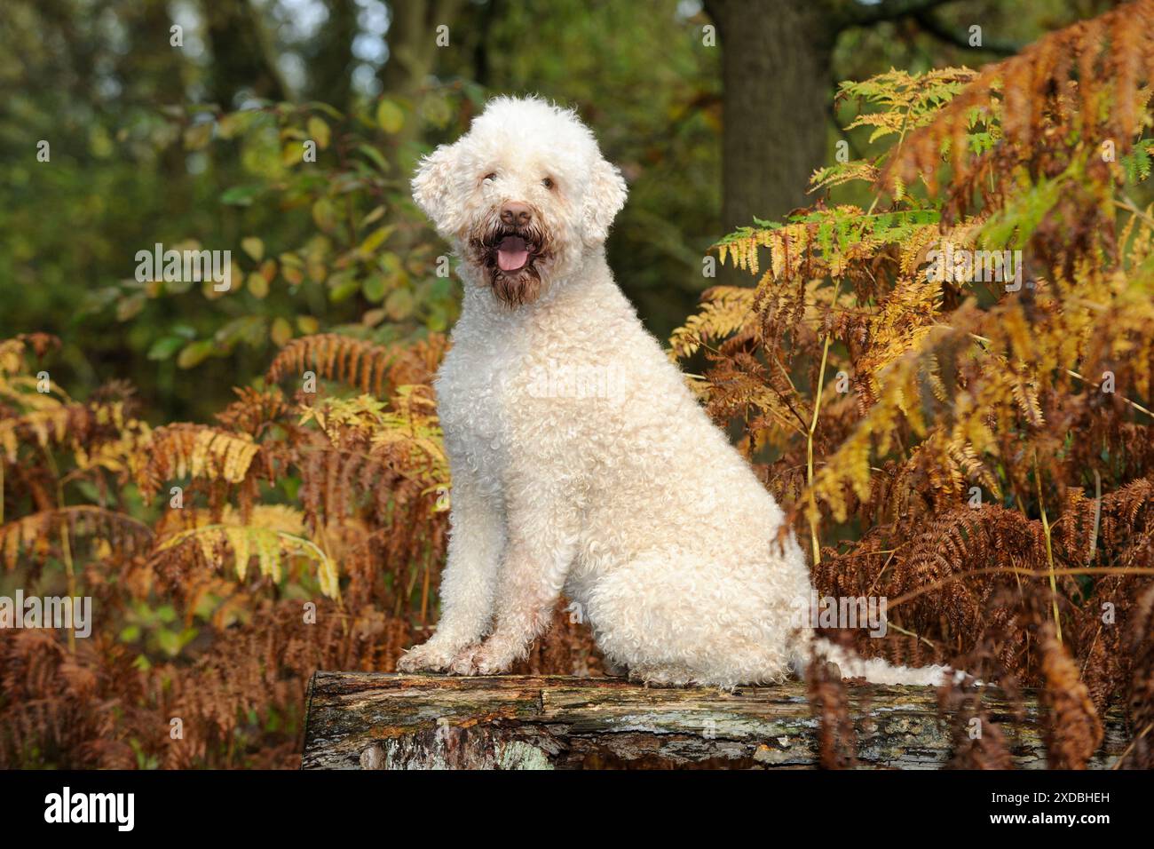 CANE. Lagotto romagnolo seduto su panchina in felce Foto Stock