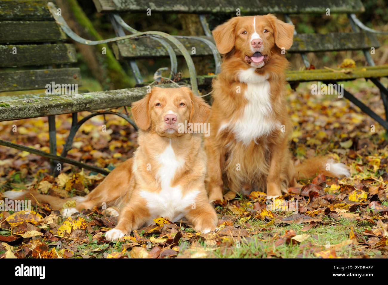 CANE. Anatra della nuova scozia che tolling retrievers in foglie Foto Stock