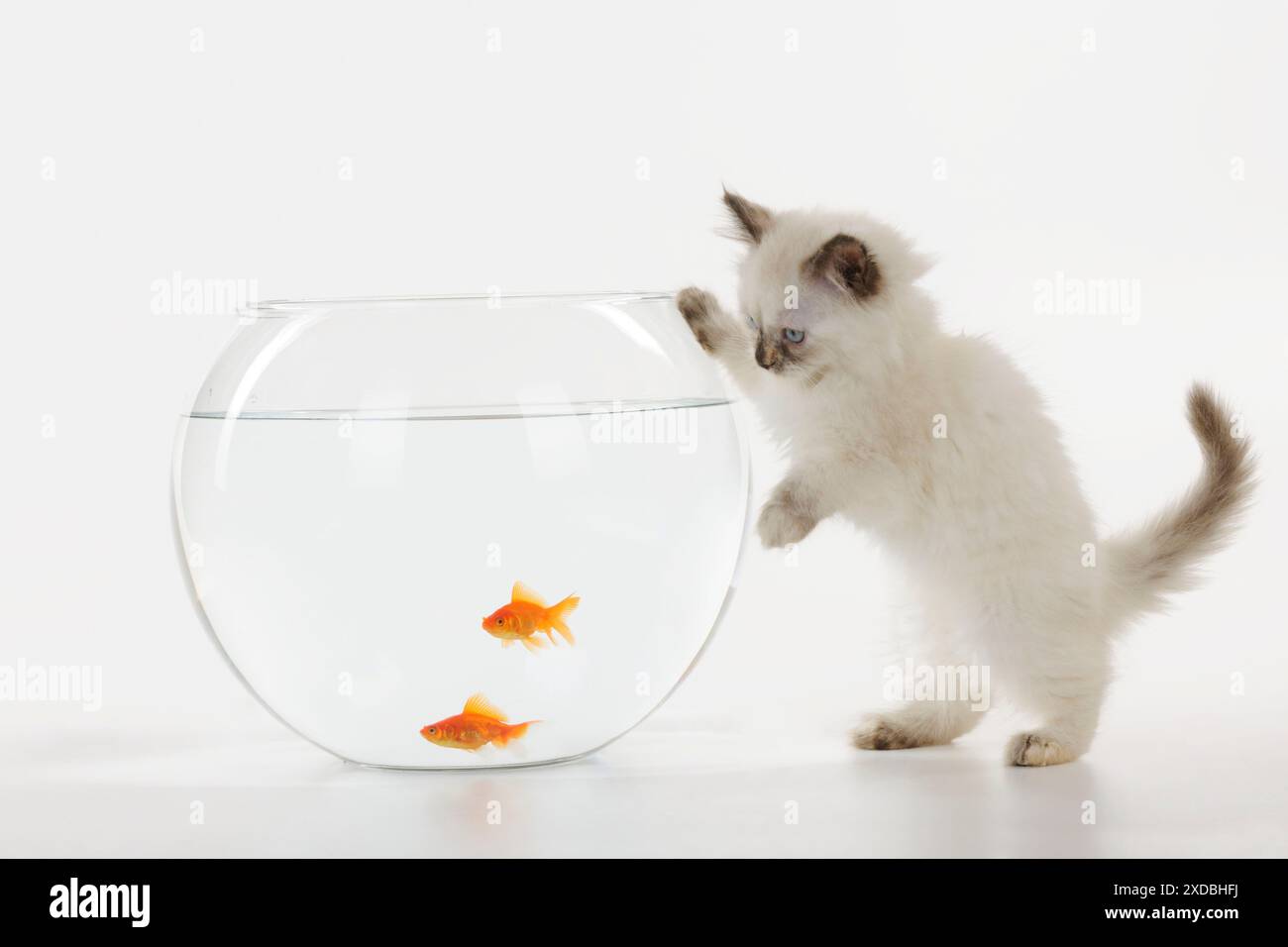 CAT. Gattino che guarda i pesci in una ciotola Foto Stock