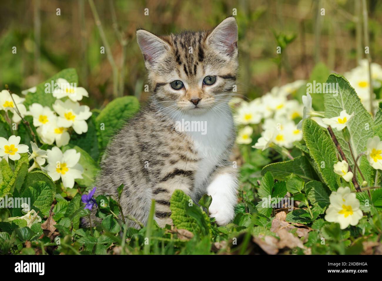 CAT. Gattino seduto in fiori Foto Stock