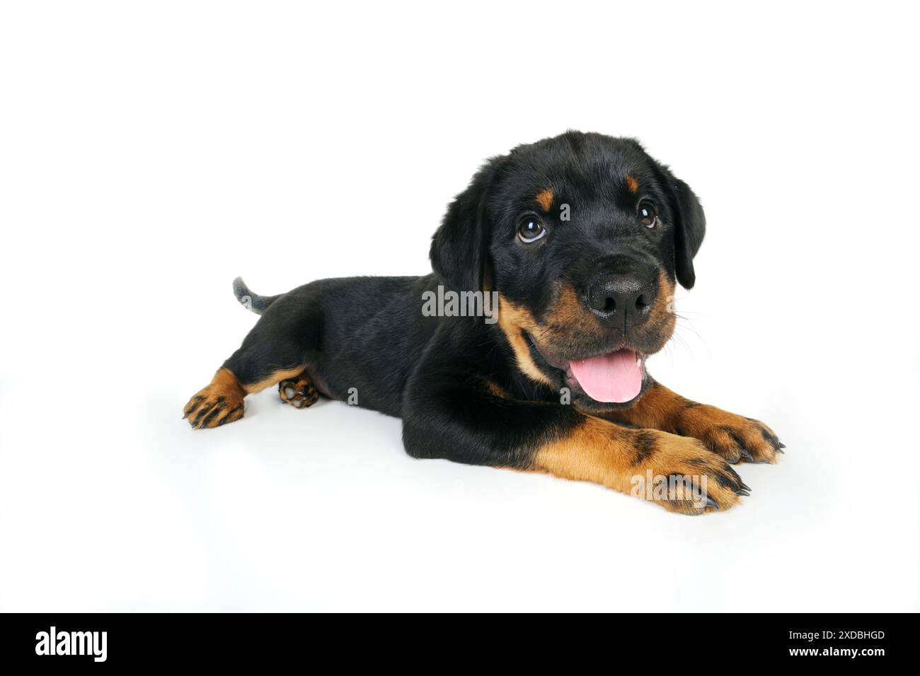 CANE. Cucciolo Rottweiler disteso con la lingua fuori Foto Stock