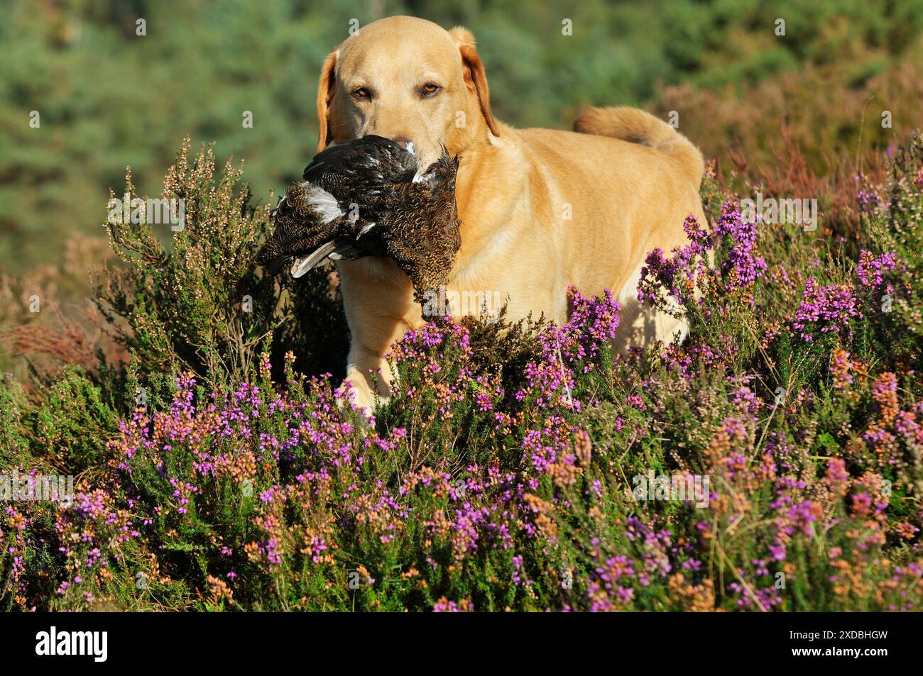 CANE. labrador giallo che tiene l'inguine in bocca che cammina Foto Stock