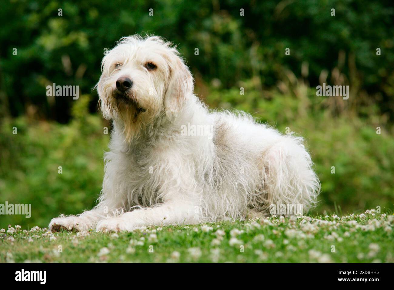 Cane. Otter Hound Foto Stock