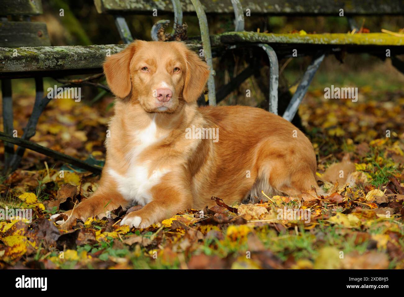 CANE. Anatra della nuova scozia che tolling retriever in foglie Foto Stock
