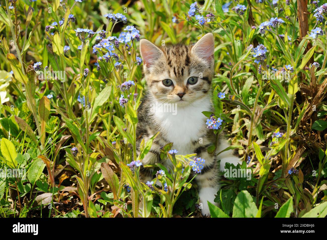 CAT. Gattino seduto in fiori Foto Stock