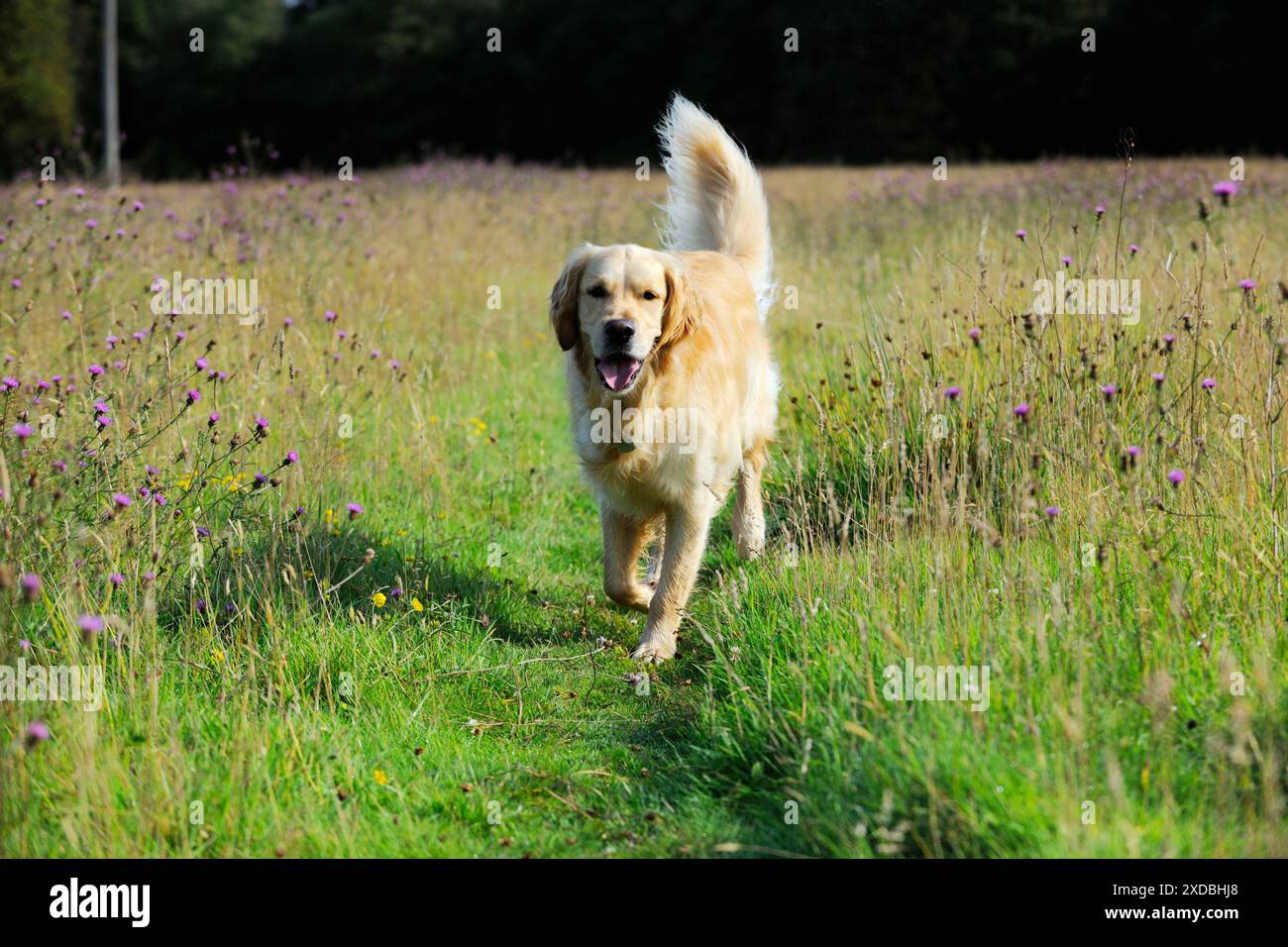 Cane. Golden Retriever sul campo Foto Stock