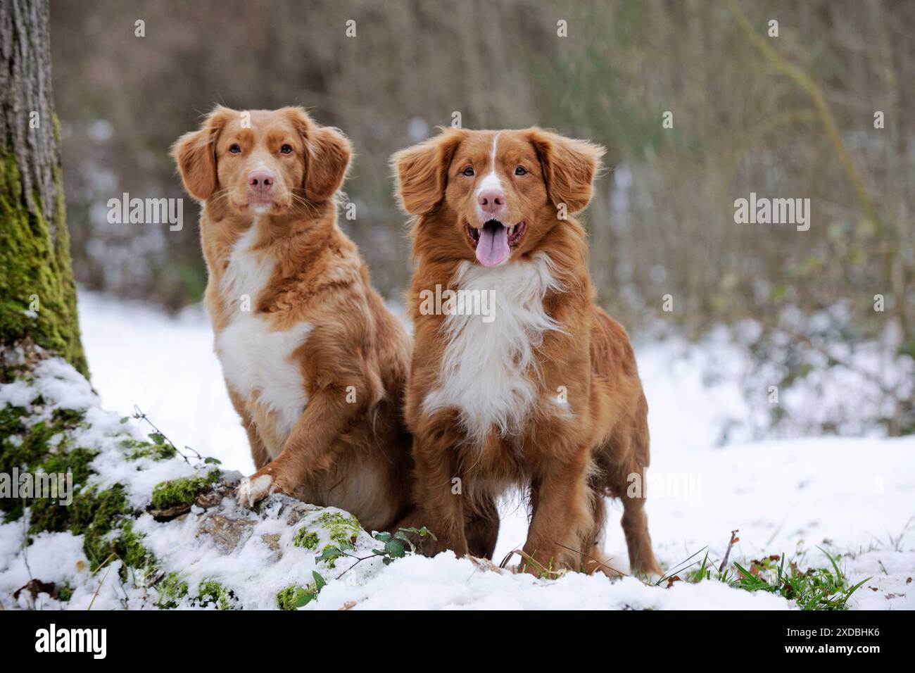 Cane - Nova Scotia Duck Tolling Retriever - sulla neve Foto Stock