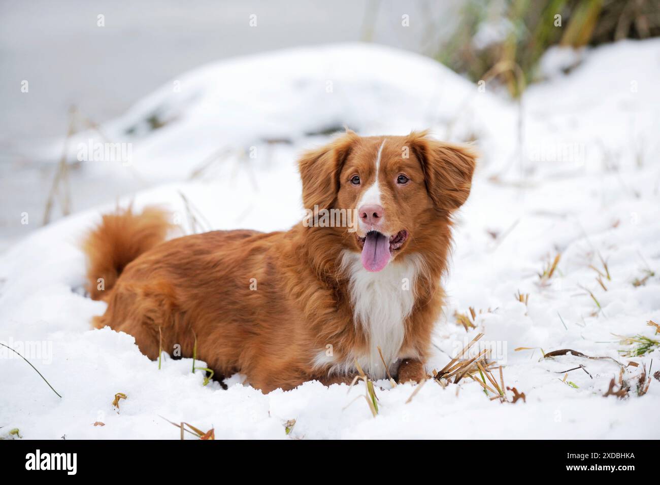 Cane - Nova Scotia Duck Tolling Retriever - sulla neve Foto Stock