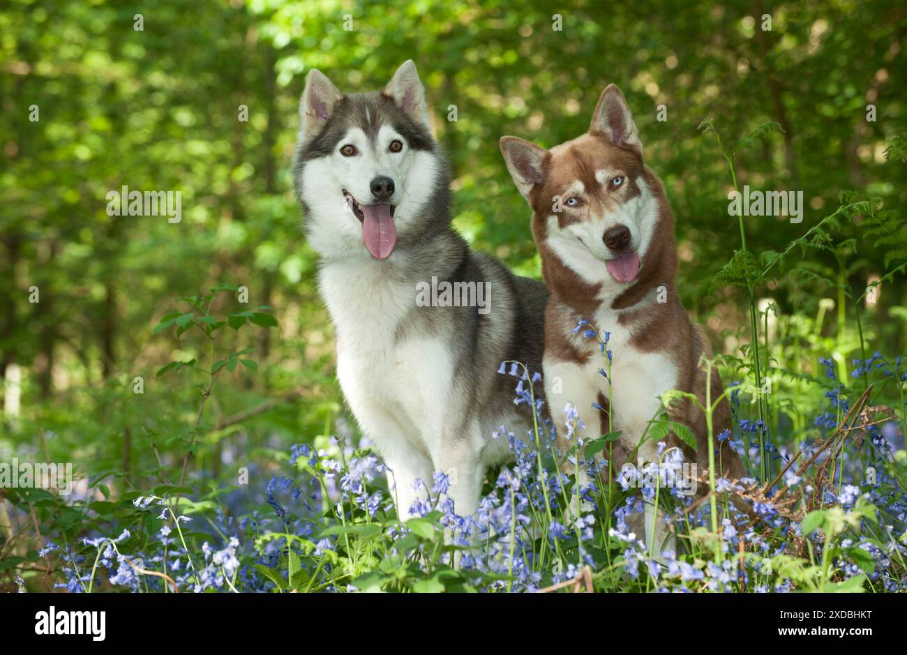 CANE - husky siberiani seduti insieme in campanelli Foto Stock