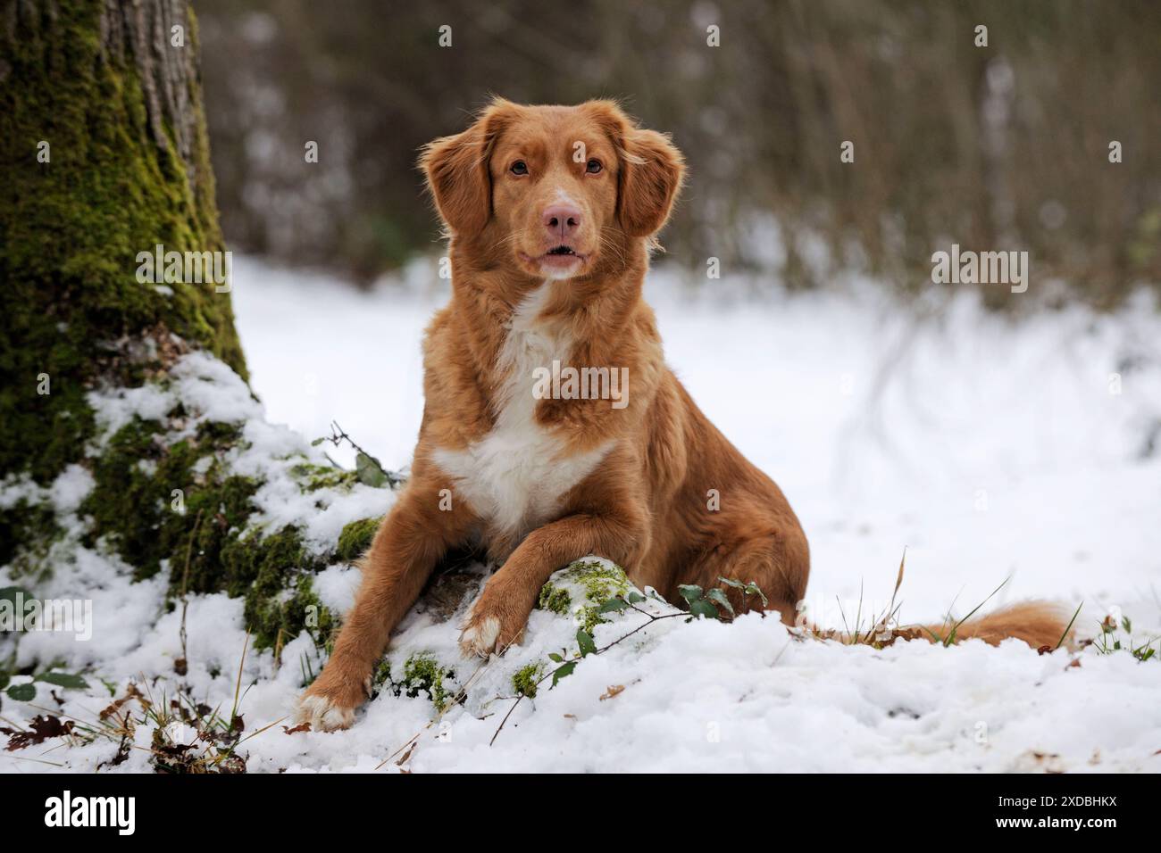Cane - Nova Scotia Duck Tolling Retriever - sulla neve Foto Stock