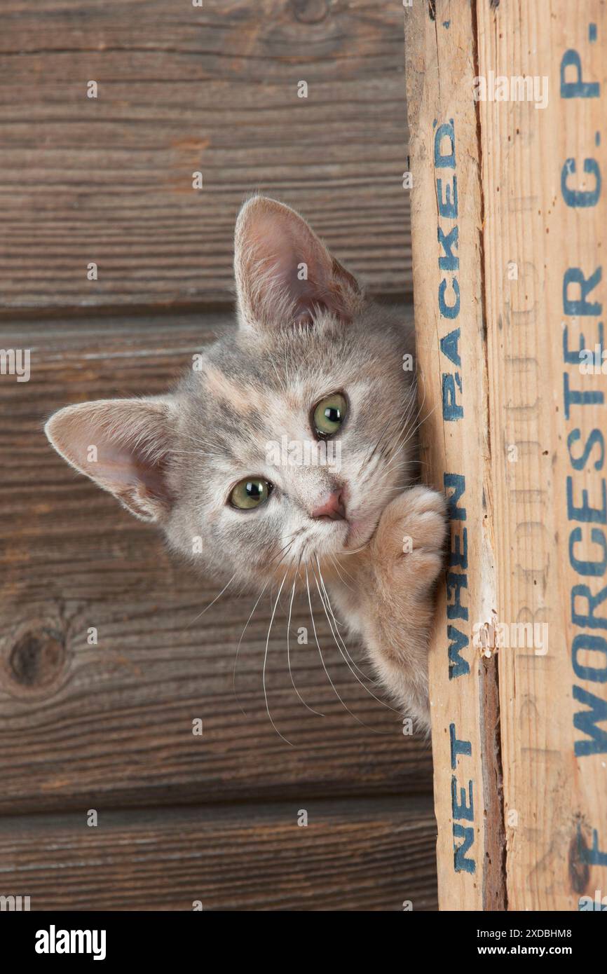 Gatto - Gattino che guarda intorno al lato di una scatola di legno Foto Stock