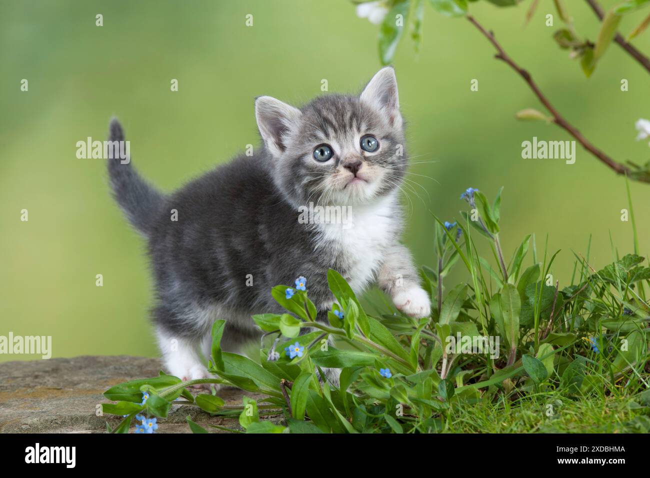 Gatto - gattino grigio Tabby in fiori Foto Stock