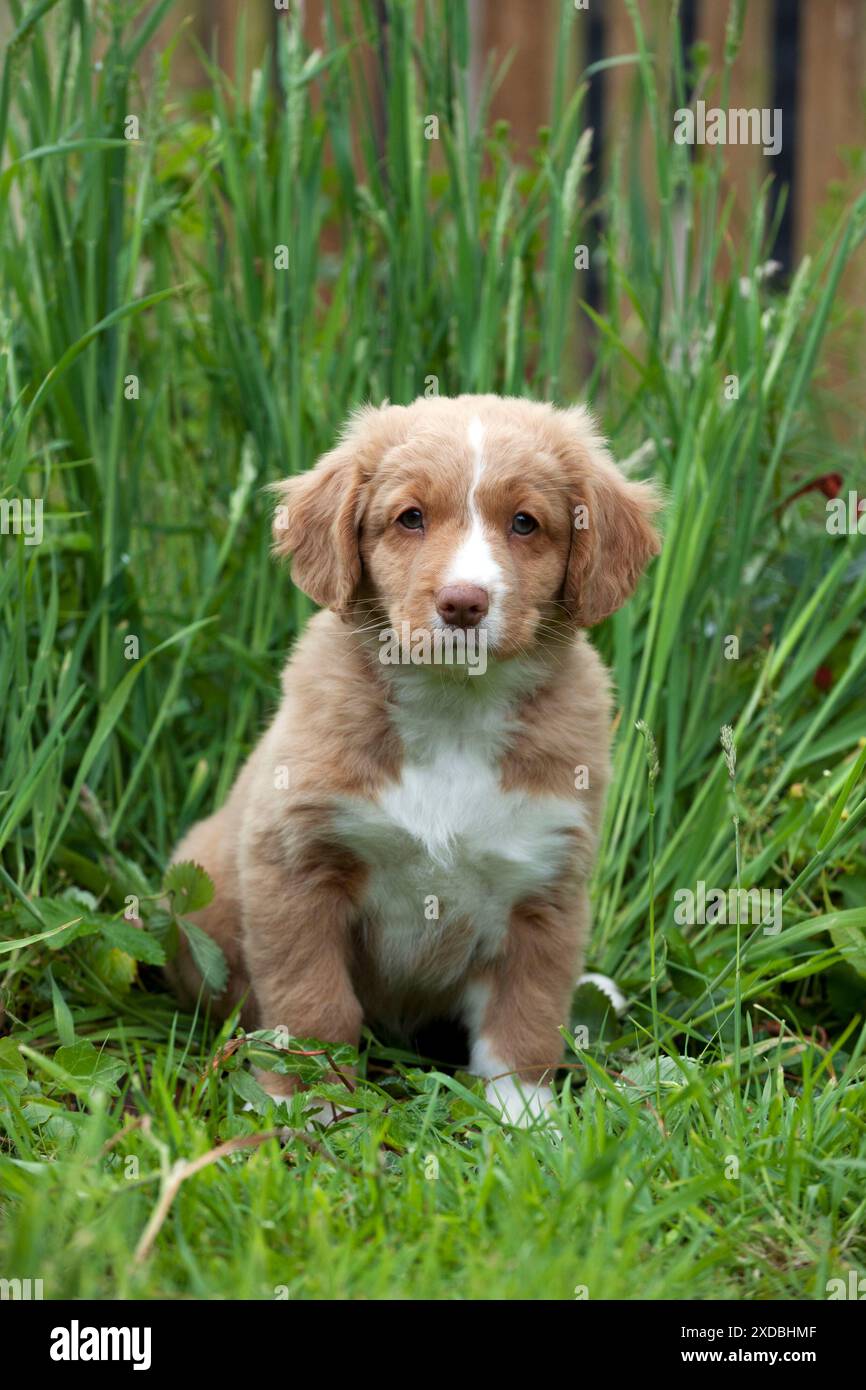 CANE - anatra della nuova scozia che tolling retriever cucciolo Foto Stock