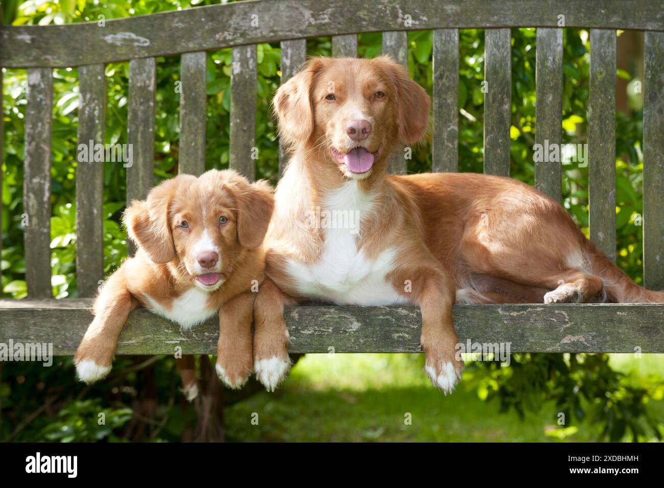 CANE - anatra nuova scozia trainante Retriever e 12 Foto Stock