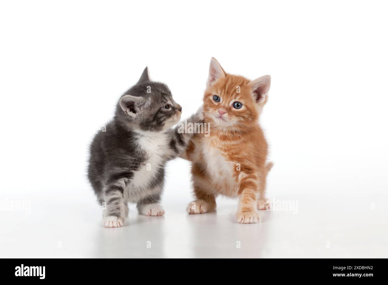 Gatto - Ginger e gattini Tabby grigi che giocano Foto Stock
