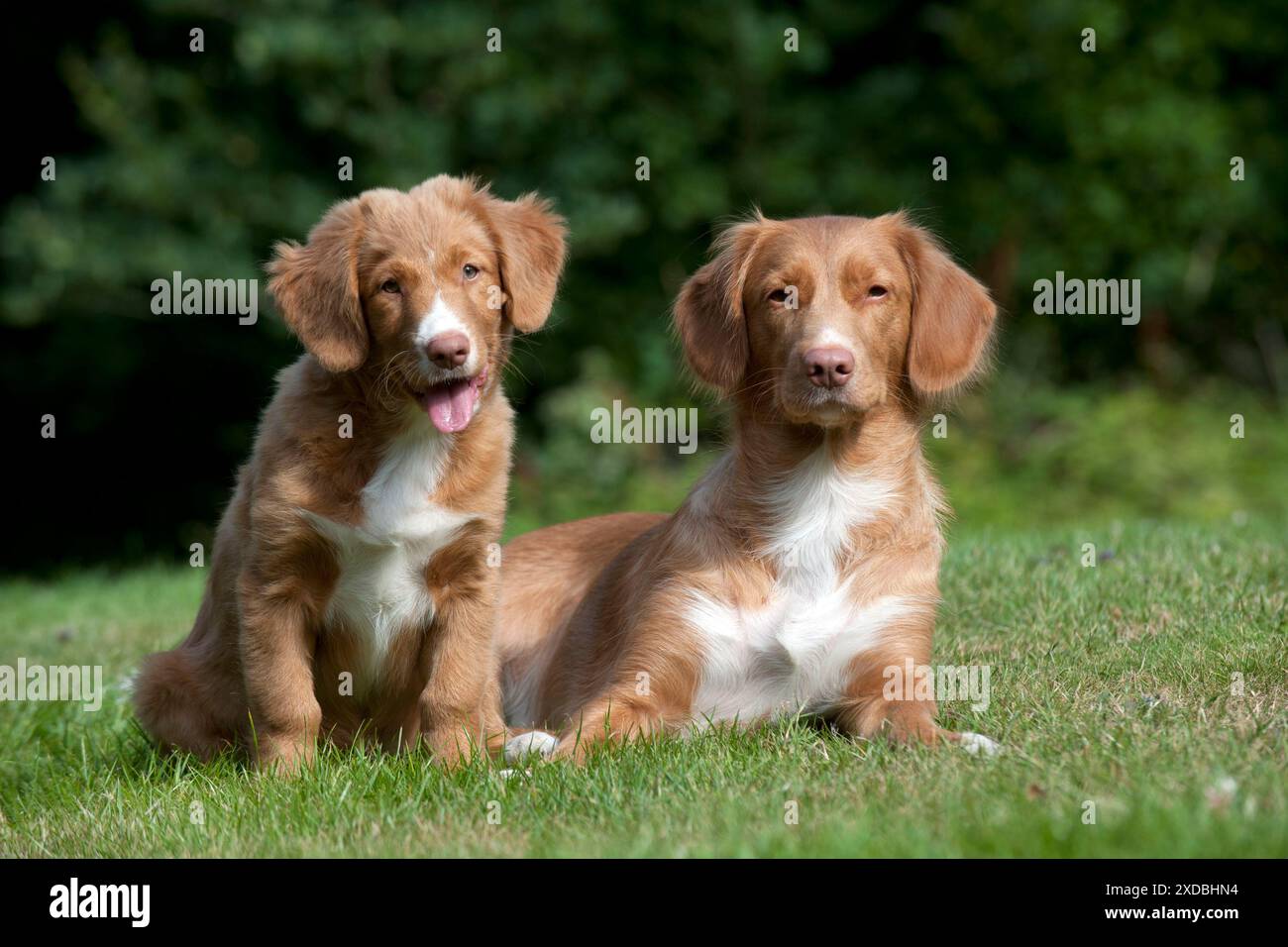 CANE - anatra nuova scozia trainante Retriever e 12 Foto Stock