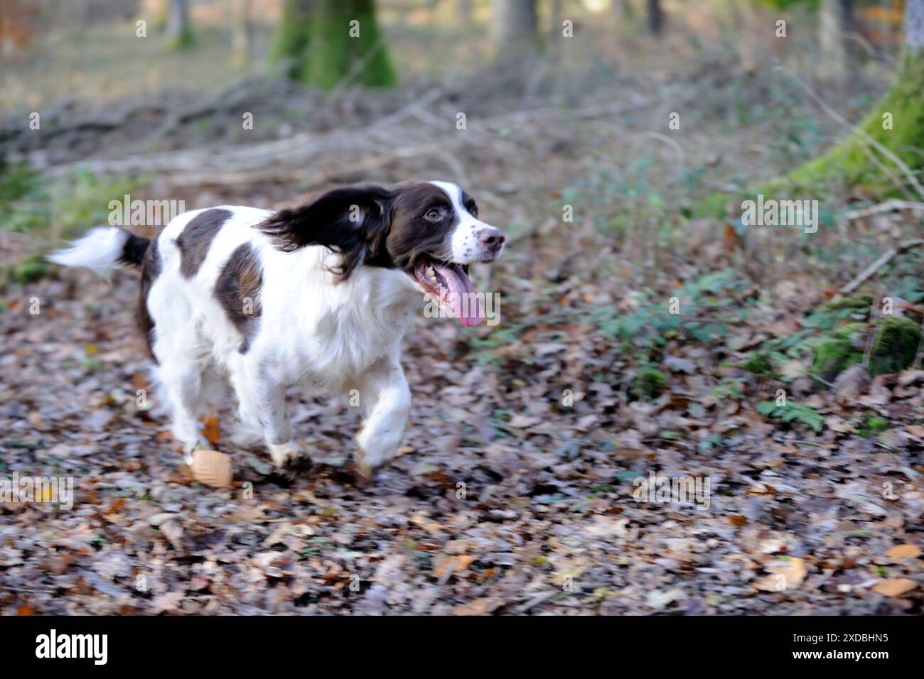 CANE - spaniel inglese springer che corre attraverso il bosco Foto Stock