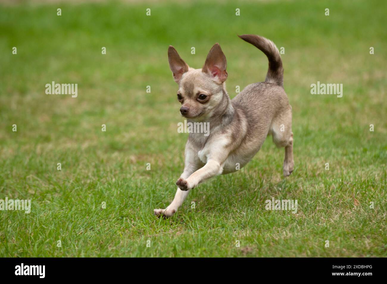 CANE - Chihuahua che gioca in giardino Foto Stock