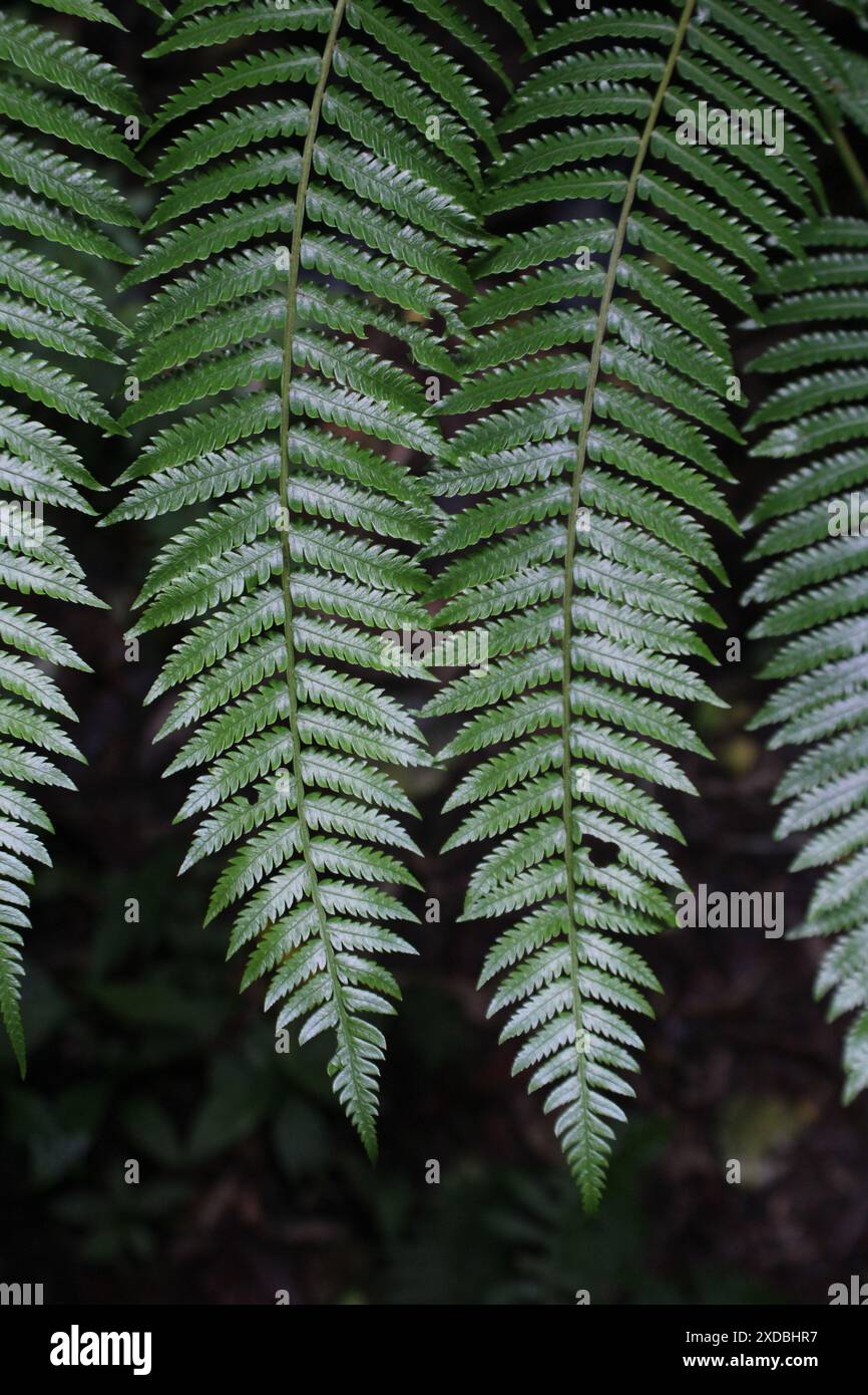 Foglie di felce nella foresta pluviale tropicale Foto Stock