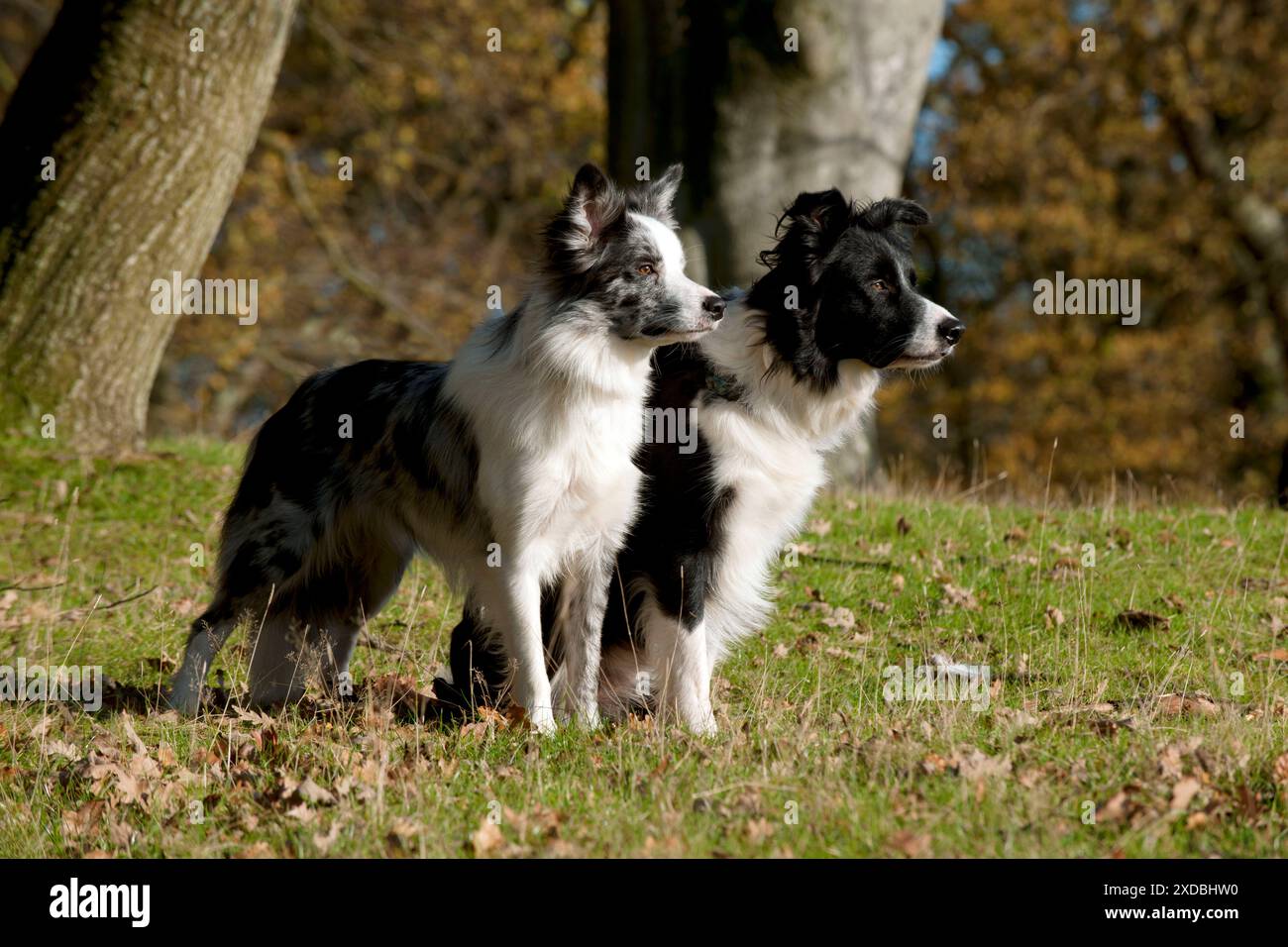 CANE - collie di confine in piedi insieme Foto Stock