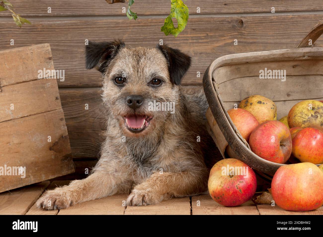 CANE - terrier di confine giacente accanto al cestino di mele Foto Stock