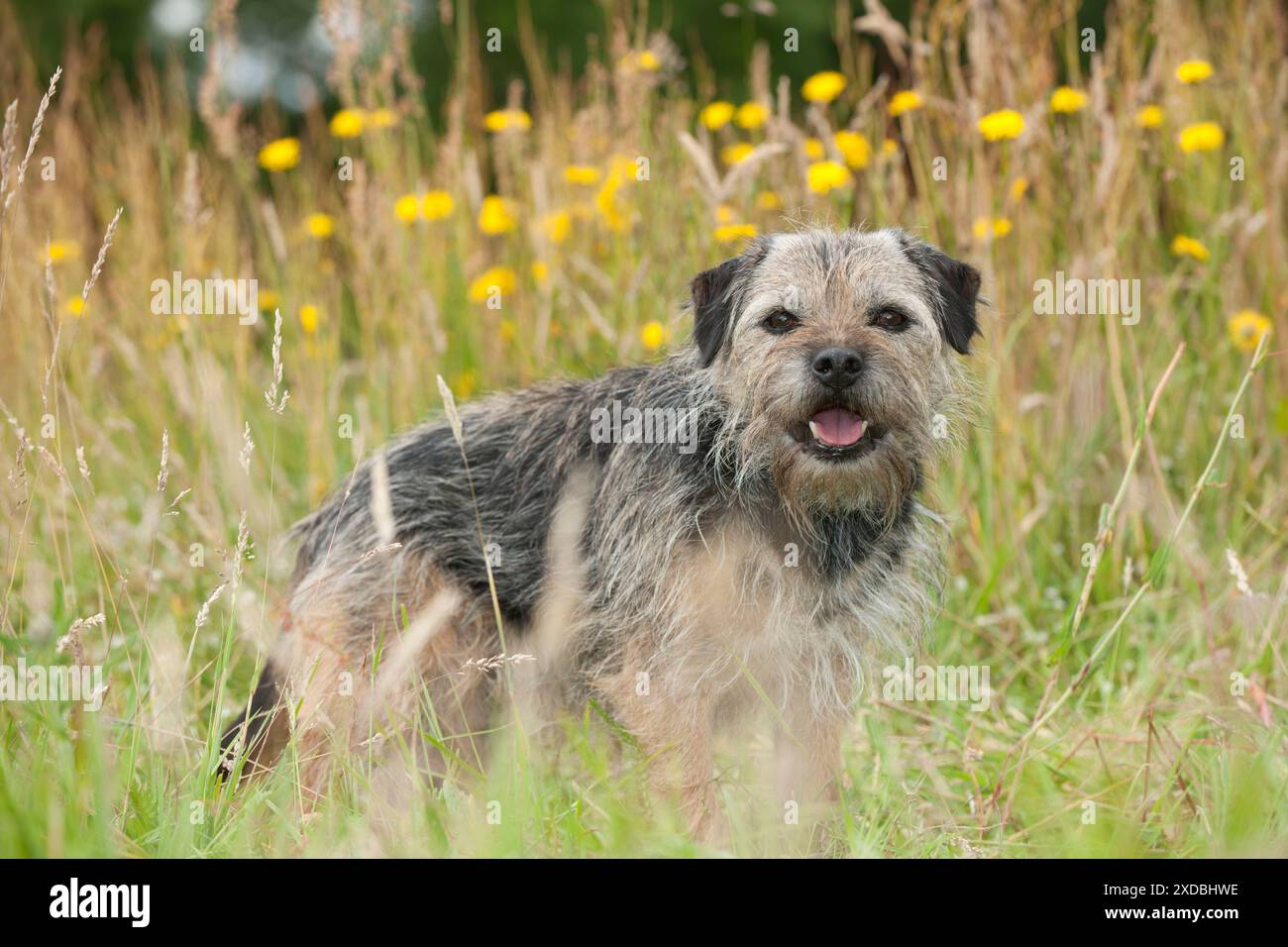 CANE - corriere di frontiera Foto Stock